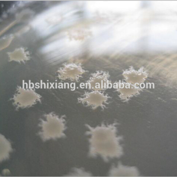 Feed Bacillus Natto for poultry Animals
