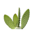 Cactus Caralluma Fimbriata Extract Poeder 10:1 Gewichtsverlies