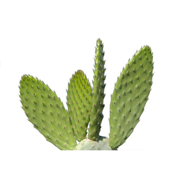 Cactus Caralluma Fimbriata Extract Powder 10:1 Weight Loss