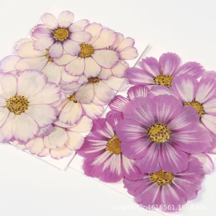 Cosmos Private Label Natural Dried Flowers for Crafts