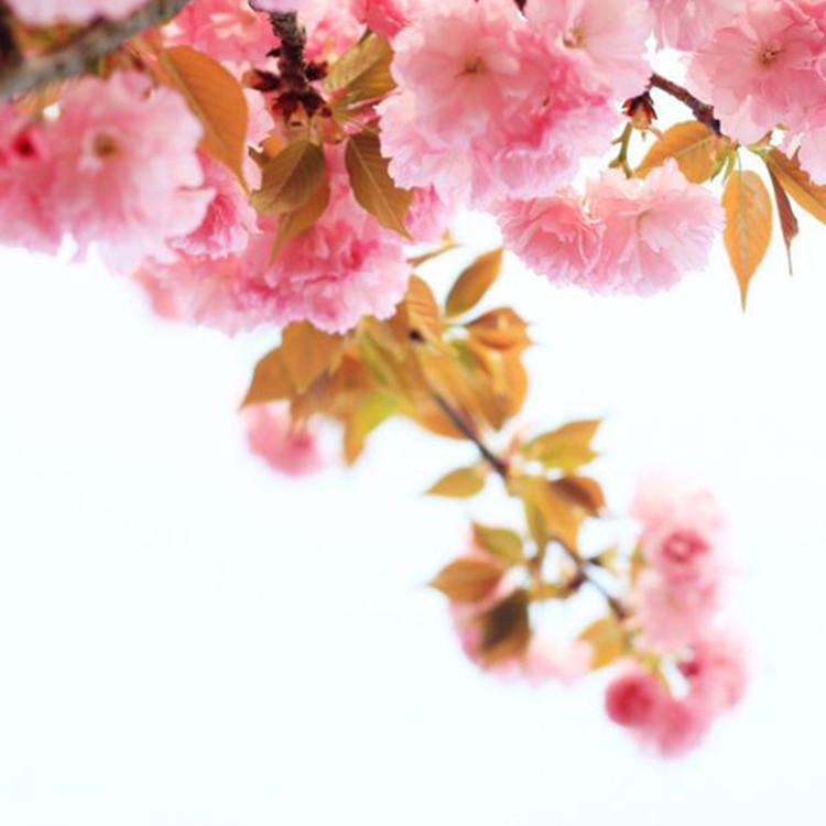 桜のエッセンシャルオイル化粧品グレード
