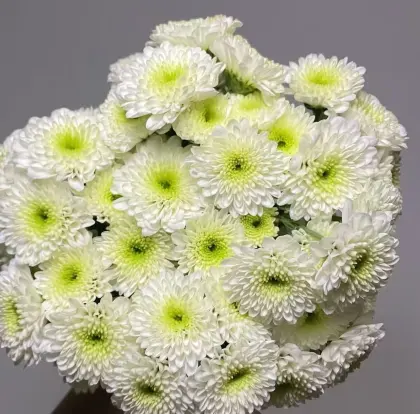 Spray Chrysanthemum Cologne perfume