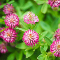 Red Clover Extract containing 1% isoflavone