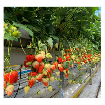 hydroponic greenhouse multi-span strawberry greenhouse