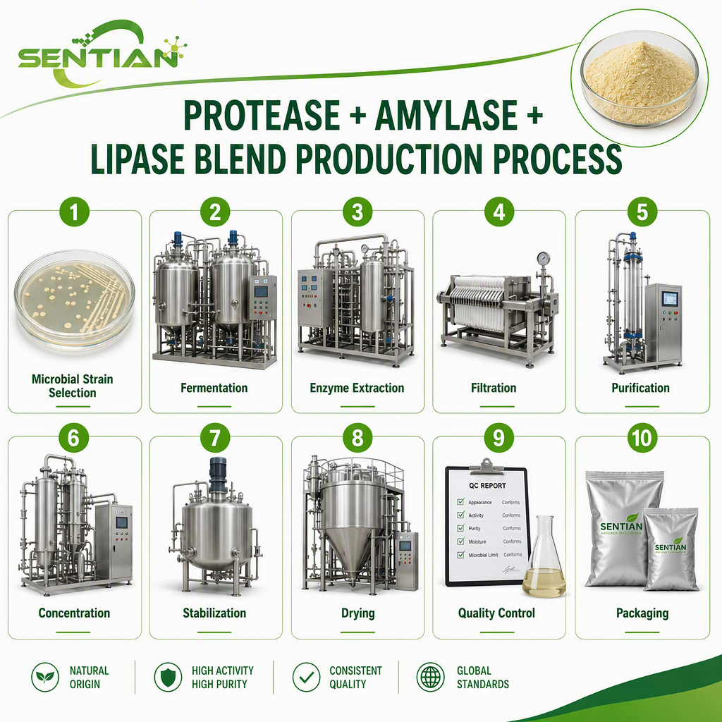 Protease + Amylase + Lipase Blend1