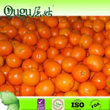 2015 fresh Navel orange , sunkist orange, fresh orange