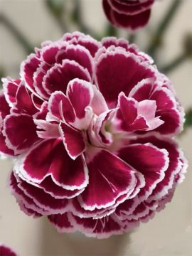 Spray carnation Butterfly Purple