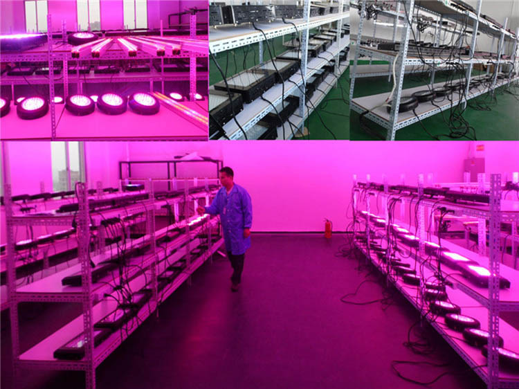 High Power 300W LED Plant Grow Light