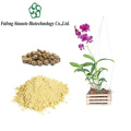 Dendrobium Officinale Herbal Extract for Enhanced Wellness Solutions