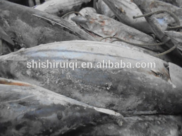 2016 Frozen Skipjack Tuna Whole Round IQF