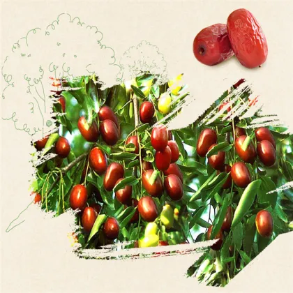 Dried Chinese Red Date
