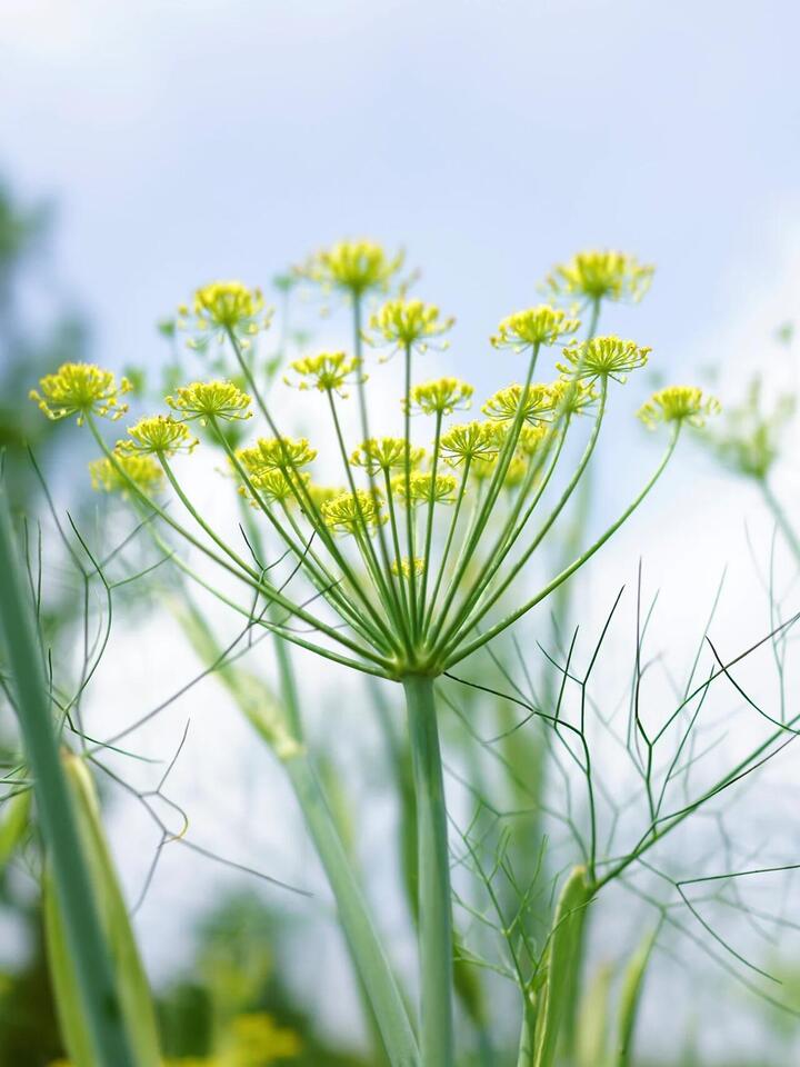 Fennel flower