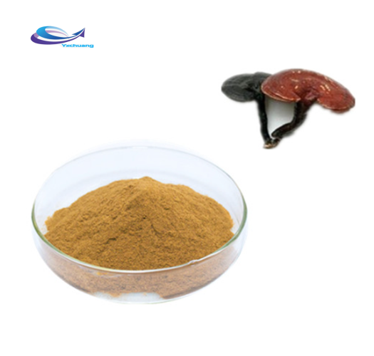 Suppply lucidum extract ganoderma lucidum en polvo