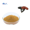 Suppply lucidum extract ganoderma lucidum en polvo