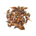 High-Quality Forsythia Fruit