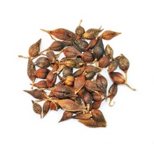 High-Quality Forsythia Fruit