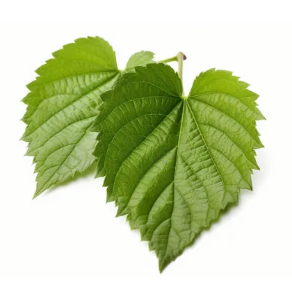 Mulberry Leaf Extract Powder
