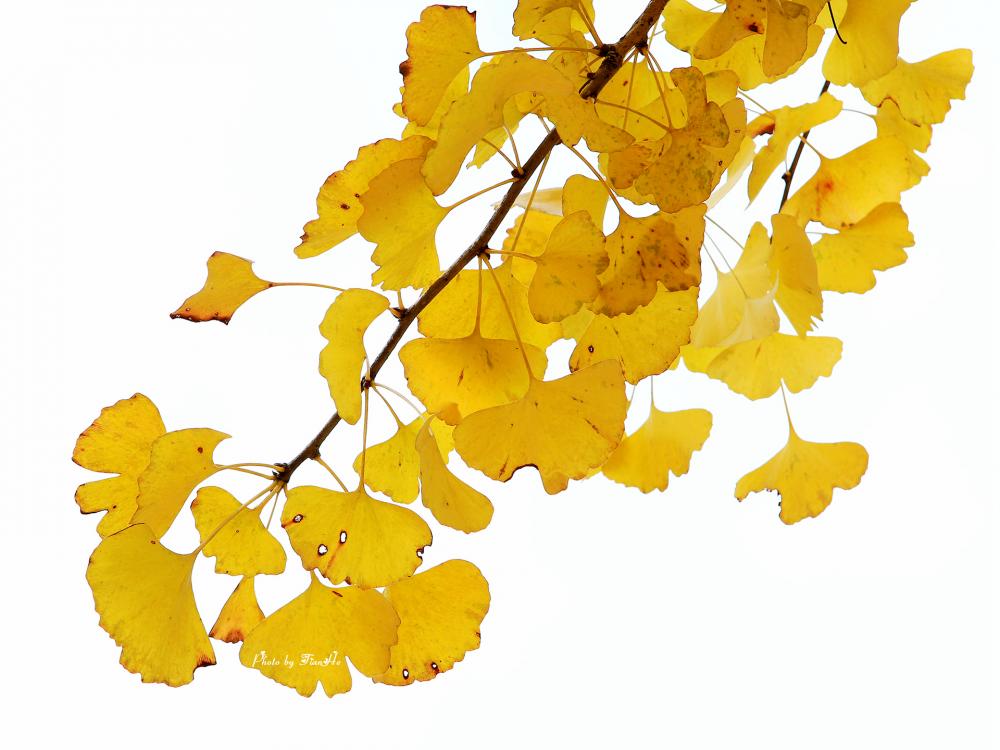 Ginkgo Biloba