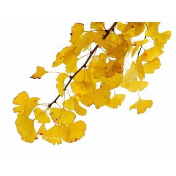 Total Ginkgo Flavones Glycoside 22.0%-27.0% By HPLC