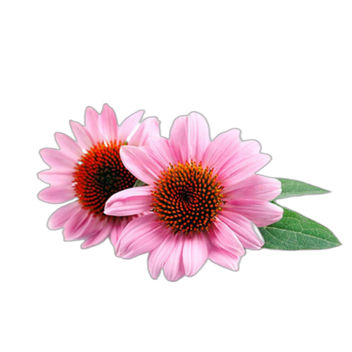 Best Price for echinacea extract chicory acid 4%