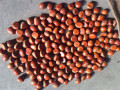 2019 Dandong saiz besar chestnut segar