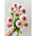 زهرة مغرفة الخطمي Scabiosa عالية الجودة لحفلات الزفاف