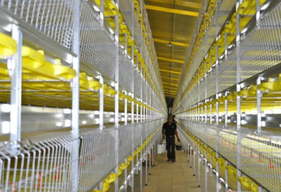 H type automatic poultry cages for chickens used
