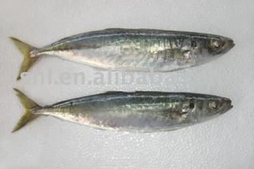 frozen blue scad, blue mackerel scad