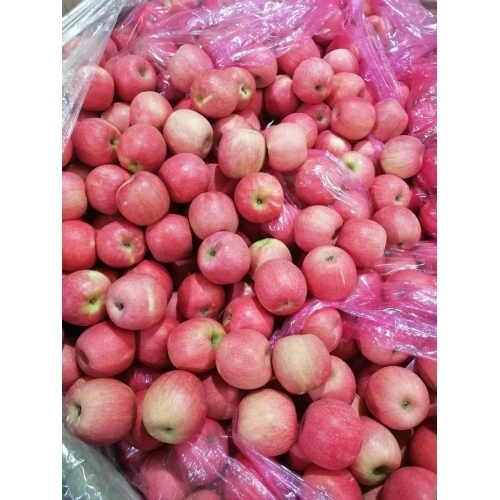 China 2021 new fresh fruits red Fuji apples Manufacture and Factory