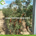 Hot Sale Nutrition Red Dried Organic Goji