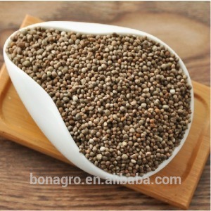 New crop chinese perilla seeds for birds food