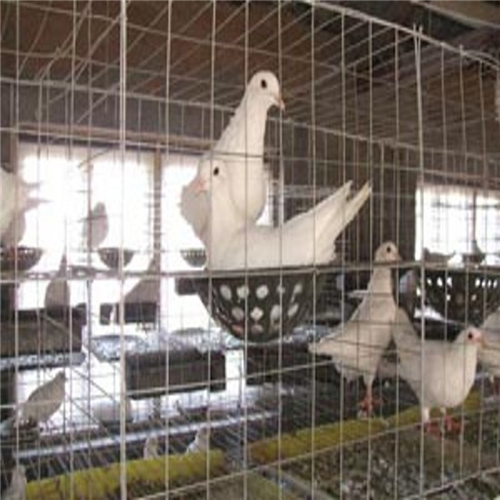 Cage Type Wire Mesh Material for Chickens/Birds