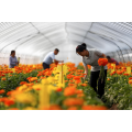 Natural Soil Conditioner for Sustainable Agriculture
