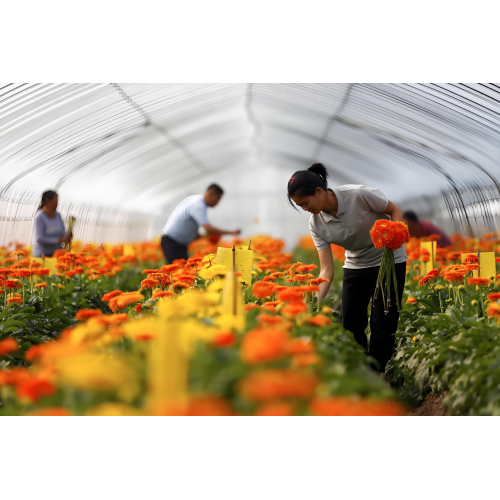 Natural Soil Conditioner for Sustainable Agriculture