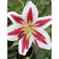 مبتسم زنبق بتلة واحدة