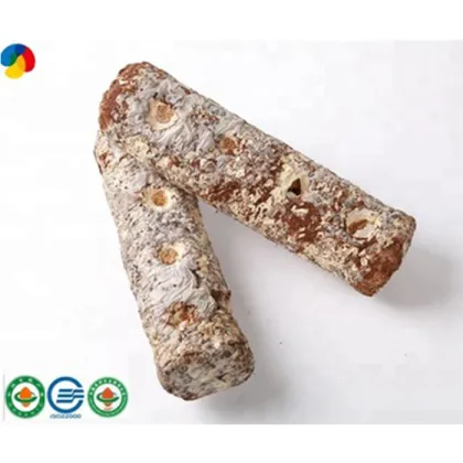 Easy Cultivate Shiitake Mushroom Spawn