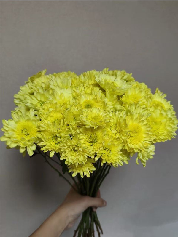 Spray chrysanthemum rui huang yellow3