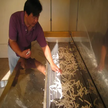 Rice and fruit mesh belt dryer