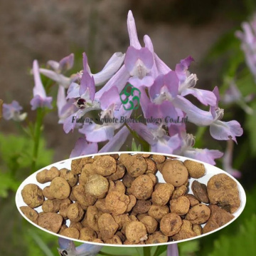 Pure Corydalis Rhizoma Extract for Enhanced Relaxation and Sleep