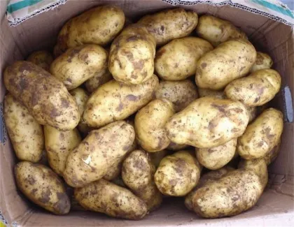 Good quality fresh potatoes