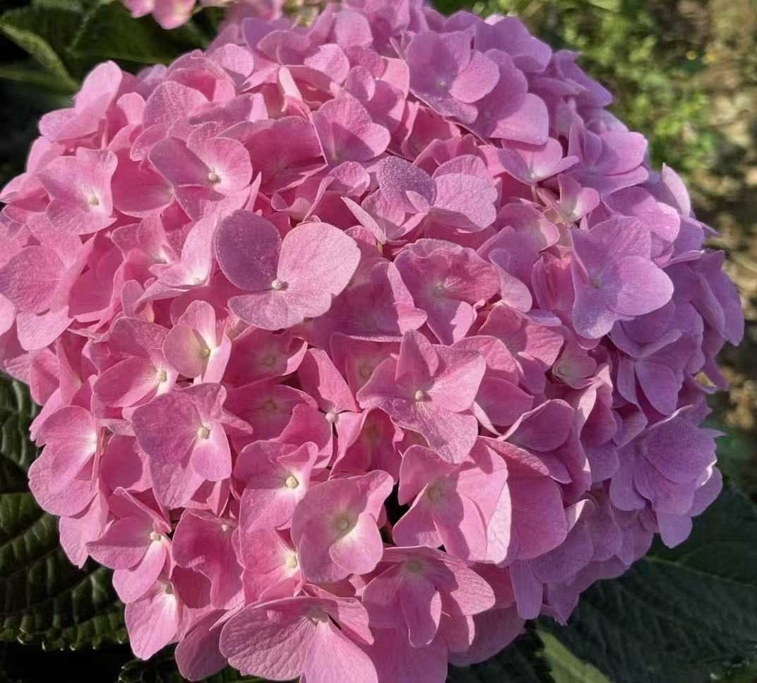 Sea pink single hydrangea