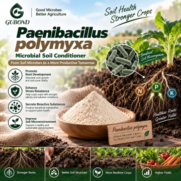 مسحوق بروبيوتيك Paenibacillus polymyxa للزراعة وإدارة الجذور
