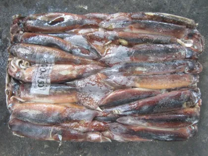 Argentina Squid (Illex Squid)