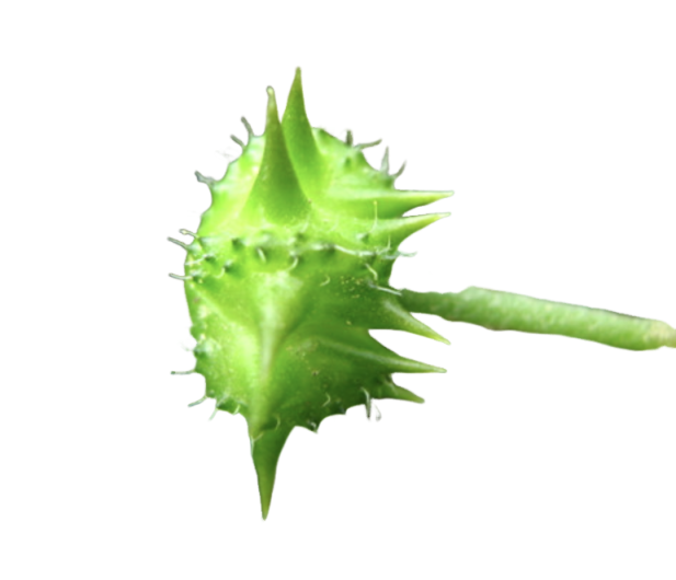 Tribulus Extract Manufacturer