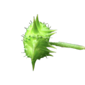Порошок экстракта Tribulus Terrestris для пищевых добавок
