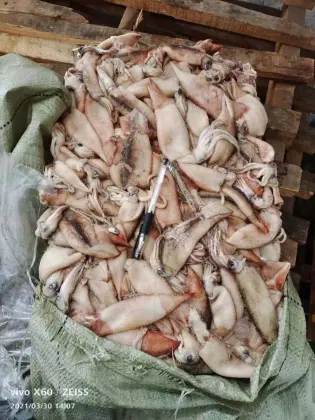 Whole Round Sea Frozen Squid Todarodes Pacificus 150-200g