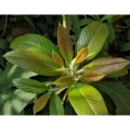 Terminalia Chebula Extractratio 10: 1 20: 1 / Standardized Tannins Premium Astringent
