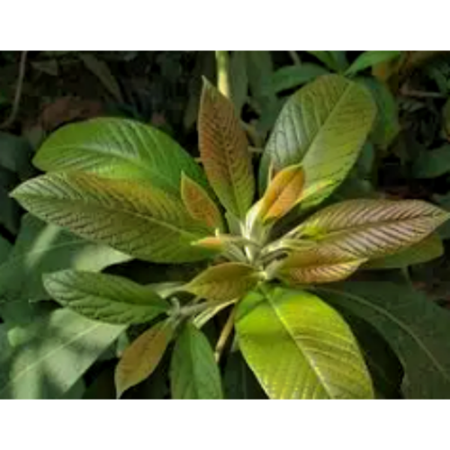 Terminalia Chebula Extractratio 10: 1 20: 1 / Standardized Tannins Premium Astringent