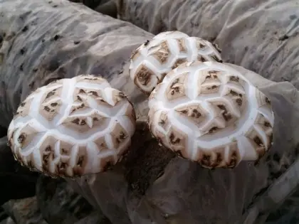 Health Flower Shiitake Mushrooms Fungus