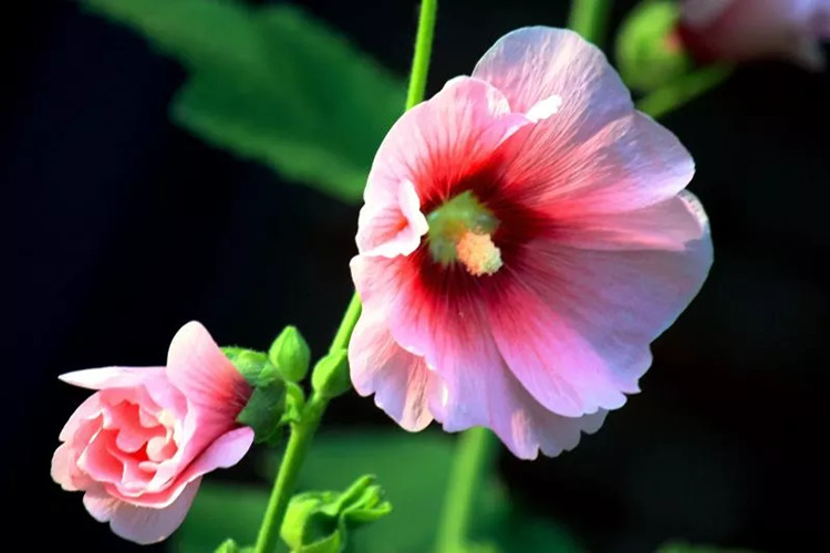 Hollyhock Extract